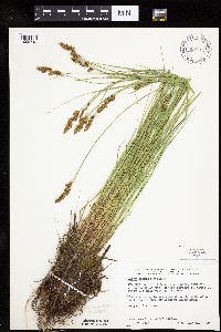 Carex diandra image