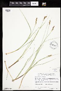 Carex diandra image