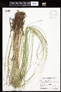 Carex diandra image