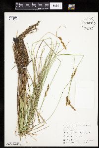 Carex diandra image