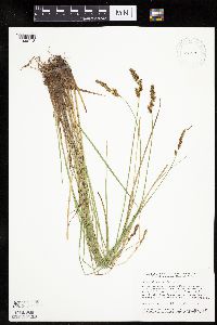 thumbnail image of current specimen