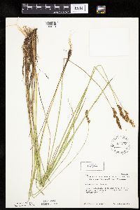 Carex diandra image