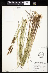 Carex diandra image