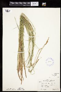 Carex diandra image
