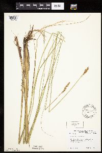 Carex diandra image