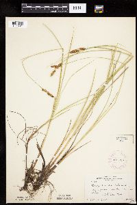 Carex diandra image