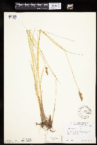 thumbnail image of current specimen