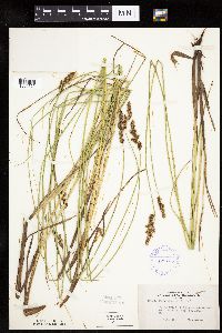 Carex diandra image