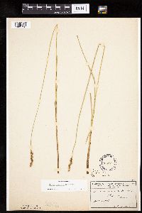 thumbnail image of current specimen