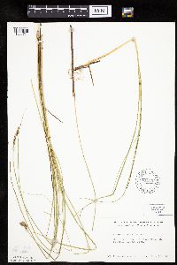 Carex diandra image