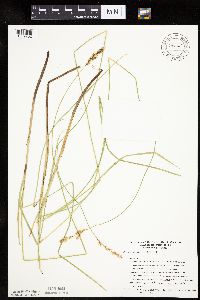Carex diandra image