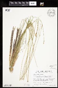 Carex diandra image