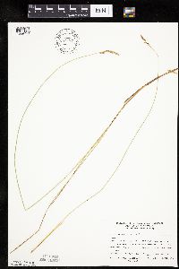 thumbnail image of current specimen