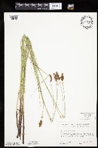 Carex diandra image