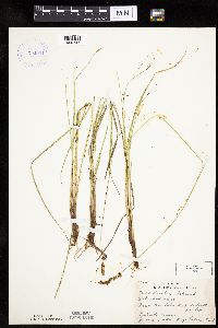 Carex diandra image