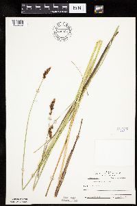 Carex diandra image