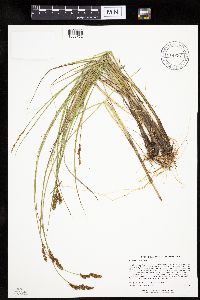 Carex diandra image