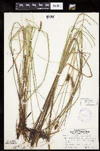 Carex diandra image