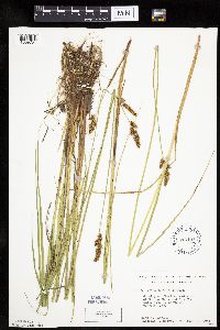 thumbnail image of current specimen