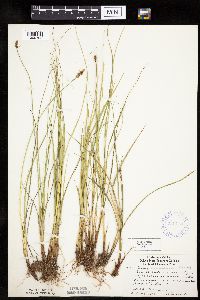 Carex diandra image