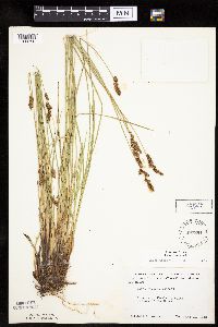Carex diandra image