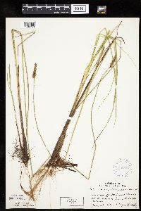thumbnail image of current specimen