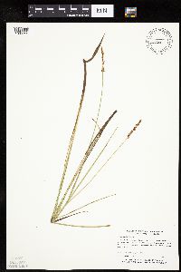 Carex diandra image