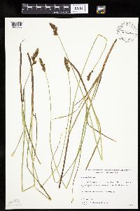 Carex diandra image