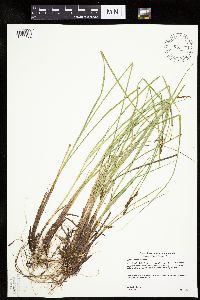 Carex diandra image