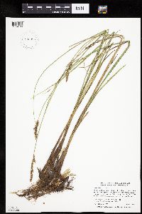 Carex diandra image