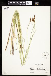 Carex diandra image