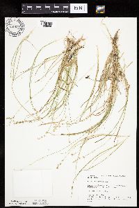 Carex disperma image