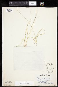 Carex disperma image