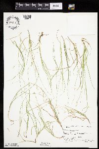 Carex disperma image