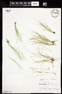 Carex disperma image