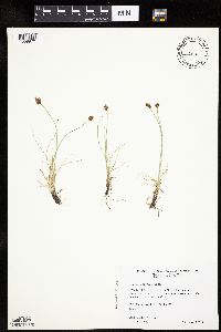 Carex duriuscula image