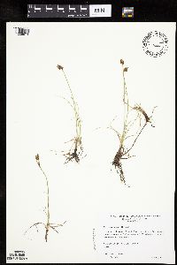 Carex duriuscula image