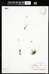 Carex duriuscula image