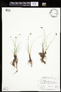 Carex duriuscula image