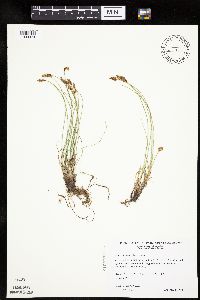 Carex duriuscula image