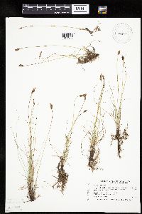 Carex duriuscula image