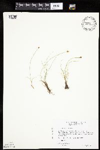 Carex duriuscula image