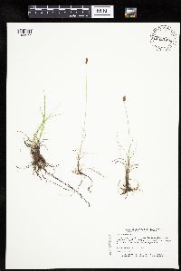 Carex duriuscula image