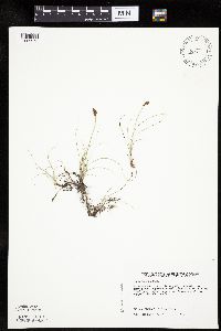 Carex duriuscula image