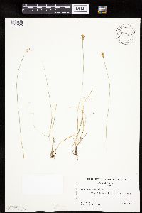 Carex duriuscula image