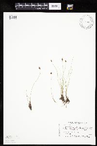 Carex duriuscula image