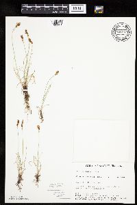 Carex duriuscula image