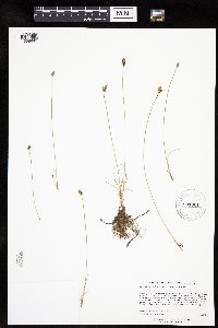Carex duriuscula image