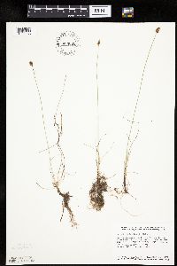 Carex duriuscula image
