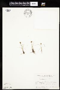 Carex duriuscula image